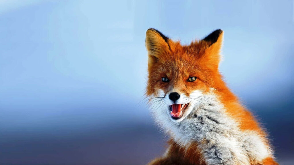 Vibrant Red Fox Wallpaper: Wild Elegance in a Serene Background