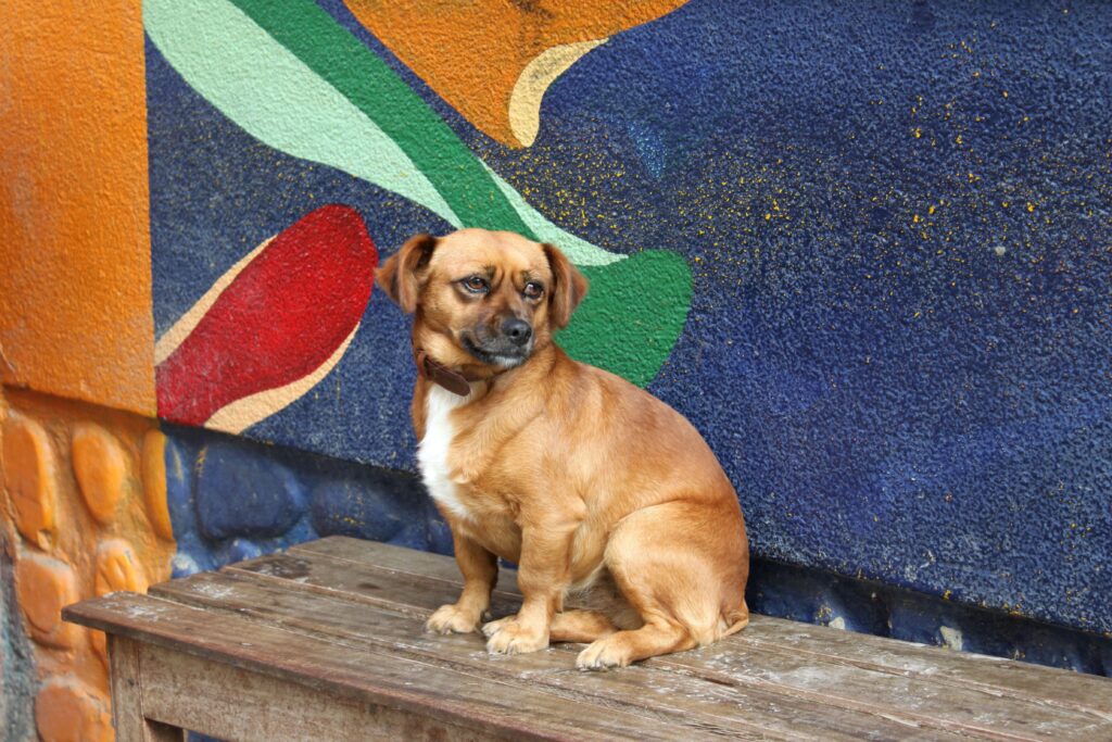 Colorful Mural Background with Small Dog on Wooden Bench Wallpaper