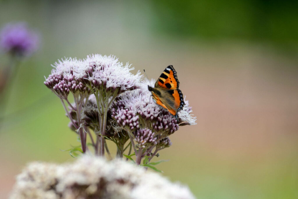 Small Tortoiseshell Butterfly on Vibrant Flowers - A Soft Wallpaper