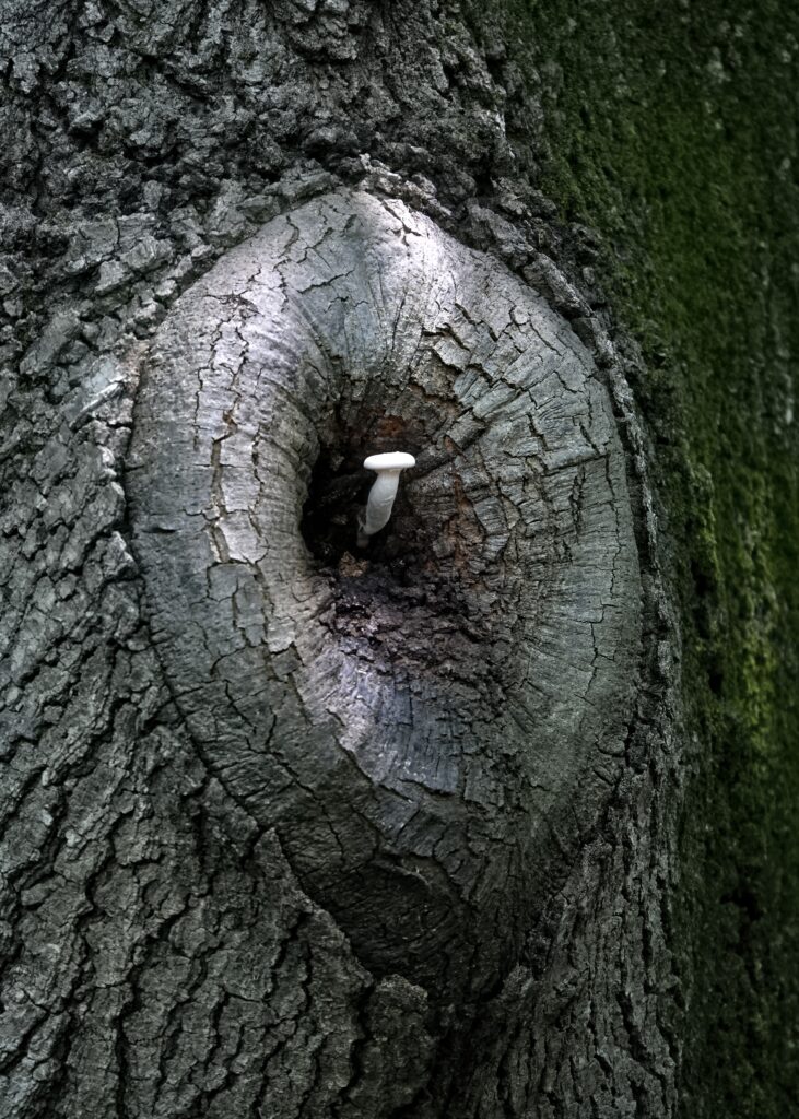 Small white mushroom on textured tree bark with green moss in natural woodland close-up background Wallpaper