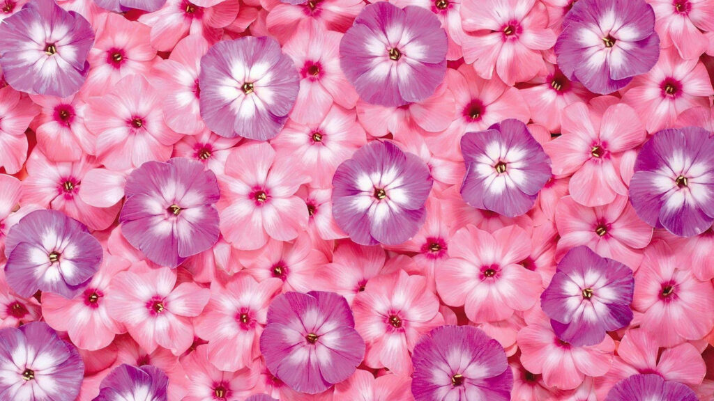 Vibrant floral desktop wallpaper with pink and purple phlox flowers and bright white centers
