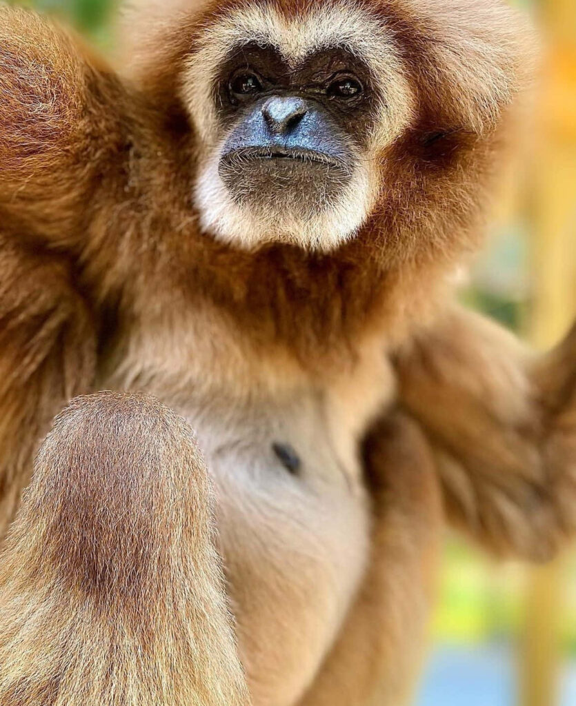 Cheerful Gibbon Portrait Background Wallpaper
