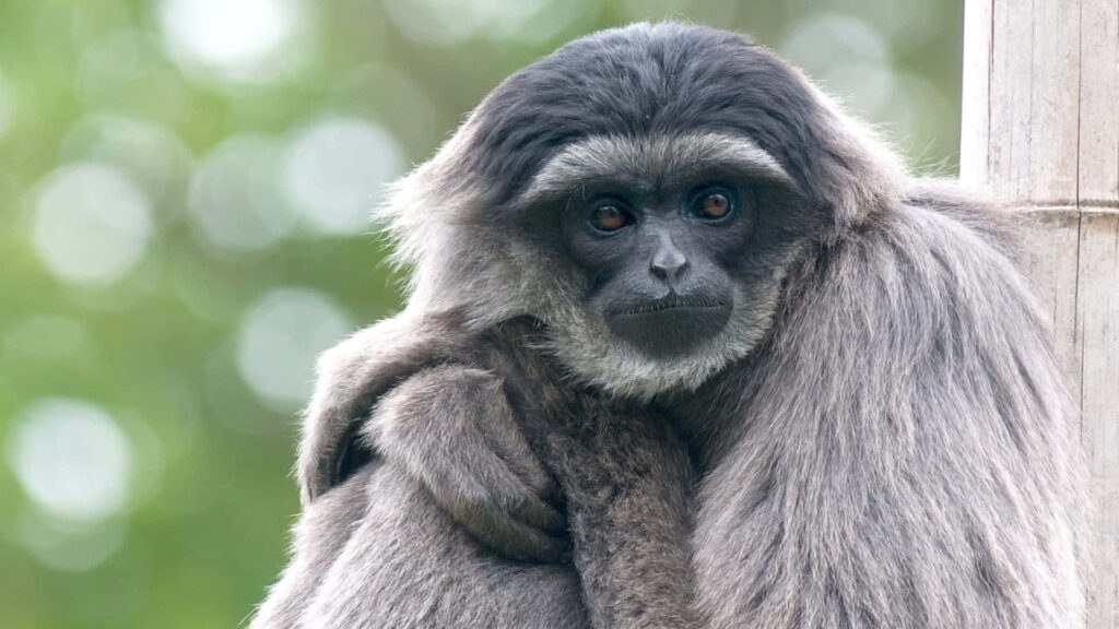 Joyful Brown Gibbon Swinging Amidst Lush Tropical Canopy Wallpaper