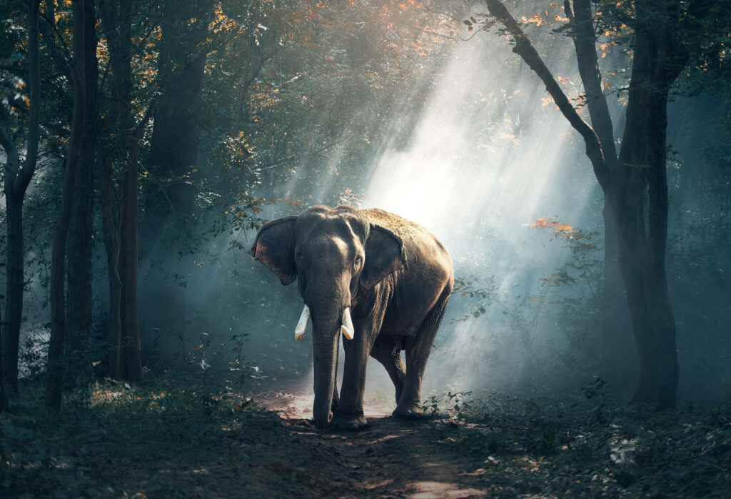 Enchanting Encounter: A Forest Elephant Bathed in Smoky Sunlight Wallpaper