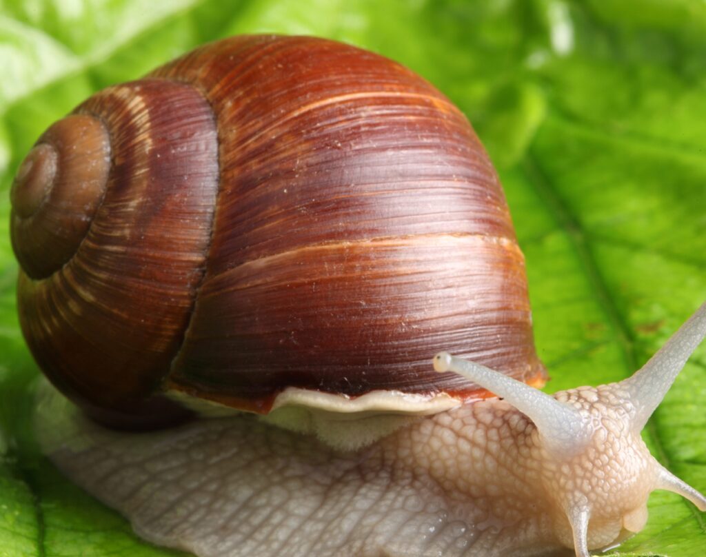 Close-Up Snail on Green Leaf: Nature's Serene Wallpaper Background