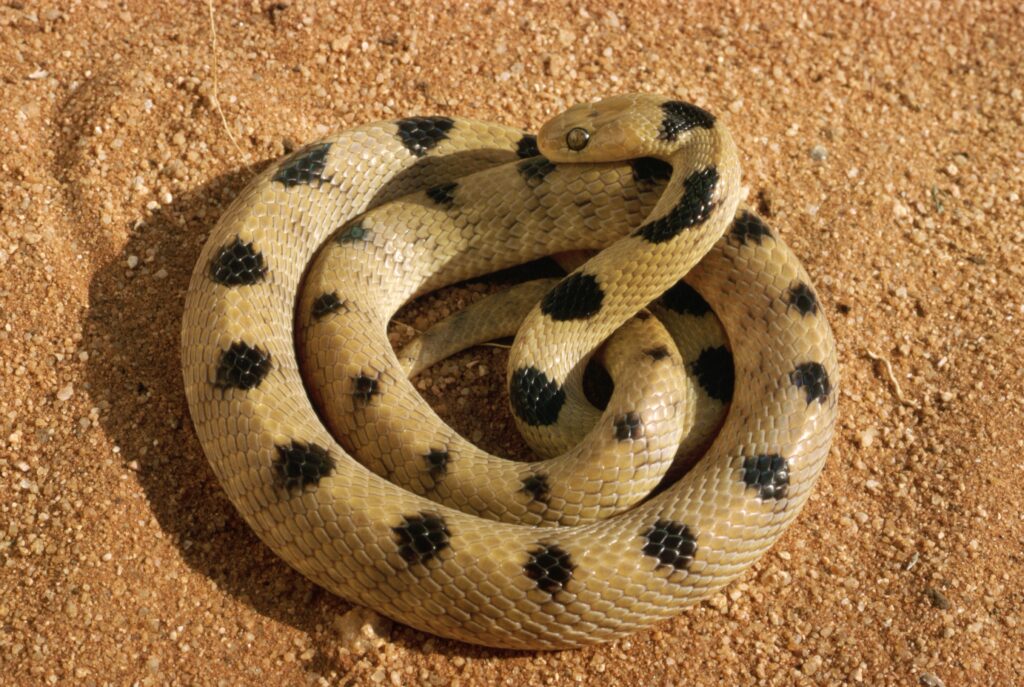 Elegant Snake Wallpaper: Harmonious Earthy Background Design