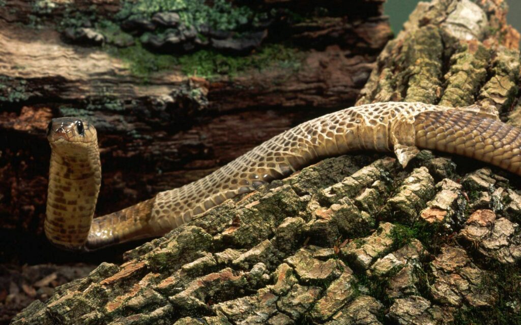 Snake on Tree Bark with Moss: A Striking Nature Background Wallpaper