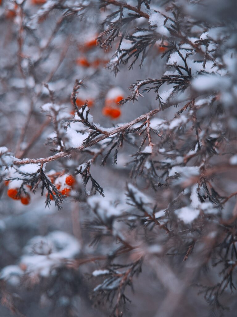 Winter Wonderland: Macro Wallpaper of Snowy Branches & Red Berries