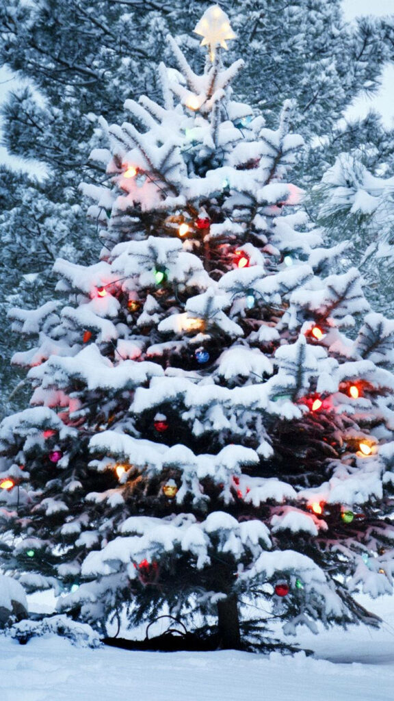 Warm Glow of a Snow-Covered Christmas Tree in Wintery Pines Wallpaper