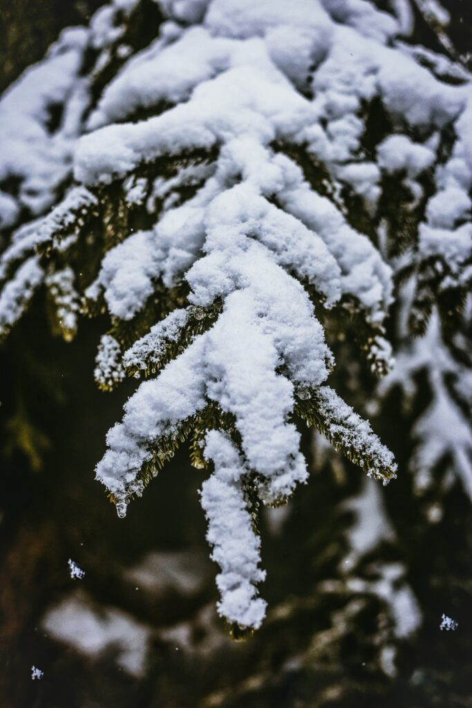 Close-up of snow-covered evergreen branch with delicate flakes and soft blurred winter background Wallpaper