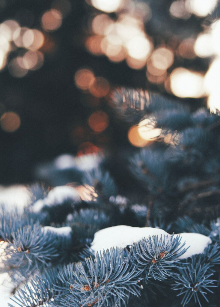 Snowy Pine Branch Macro: Winter Wallpaper with Bokeh Background