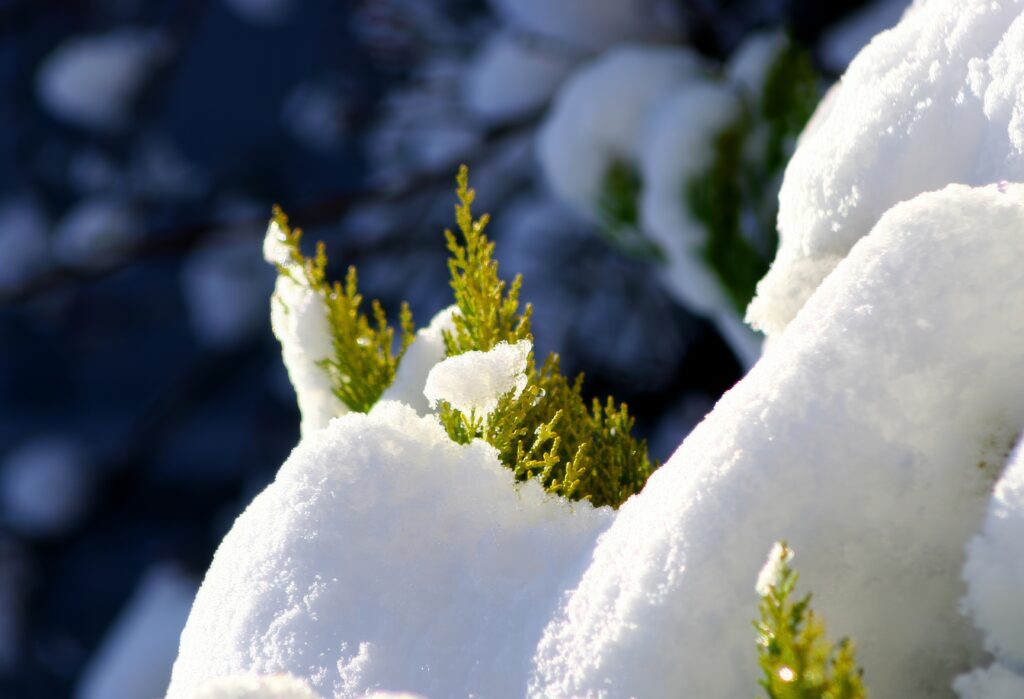 Fir branches dusted with fresh snow in a serene winter landscape wallpaper background
