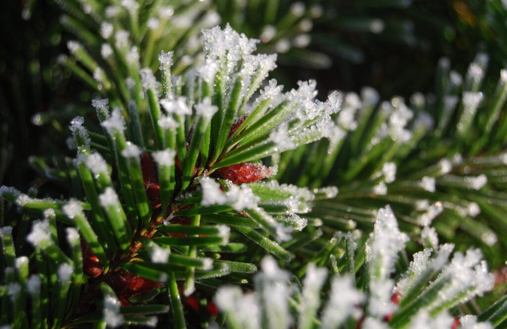 Close-up of spruce branch with fresh snow highlighting green needles and white crystals winter wallpaper