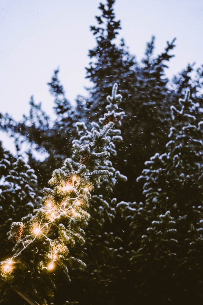 Snow-dusted spruce branch with glowing lights in a serene snowy evergreen winter forest background Wallpaper