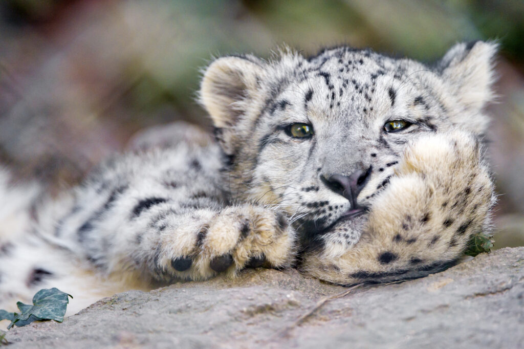 Snow Leopard Close-Up: Majestic Beauty in Natural Serenity Wallpaper