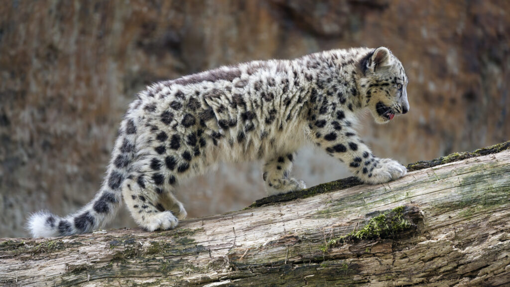 Snow Leopard Cub Walking on Log - Majestic Wildlife Background Wallpaper