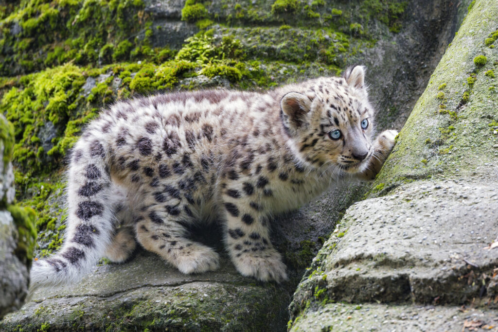Fluffy Snow Leopard Kitten on Mossy Stone in Lush Wildlife Setting Wallpaper