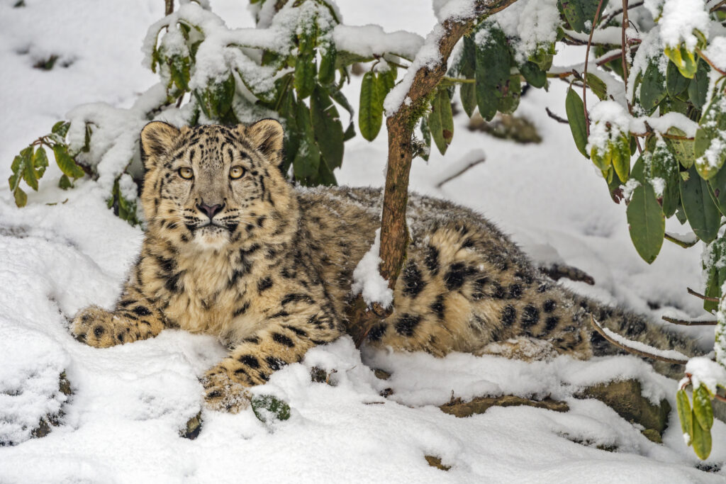 Snow Leopard in Snowy Landscape Wallpaper - Elegant Predator Scene