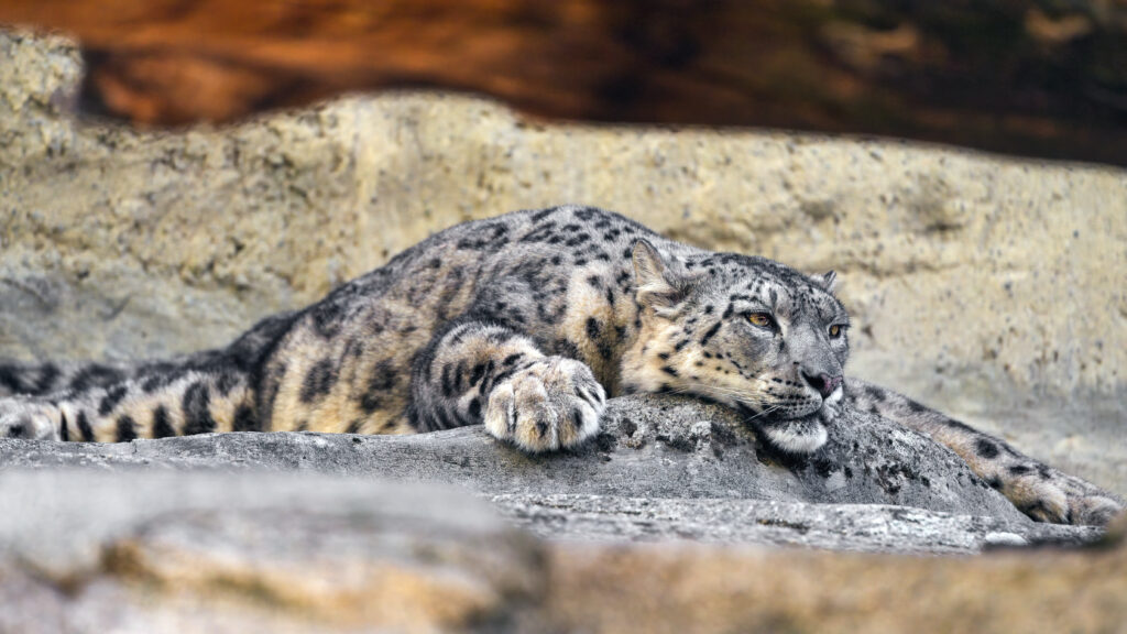 Relaxed Snow Leopard Wallpaper in Natural Rocky Habitat