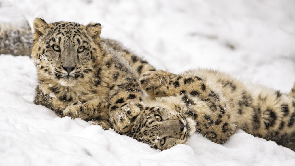 Snow Leopards Lounging: Captivating Winter Background Wallpaper