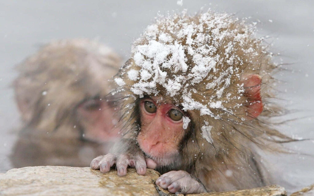 Serene Snow Monkey in Hot Spring - Captivating Winter Wallpaper