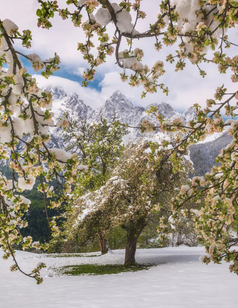 Snow-dusted flowering trees framing serene snowy landscape with distant mountains and bright sky Wallpaper