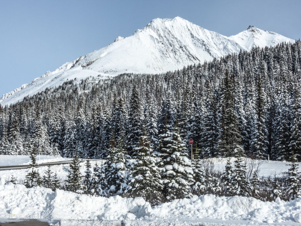 Snow-covered mountain peak above snowy fir forest under clear blue sky winter wallpaper background