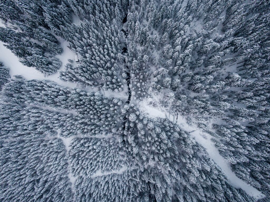 Aerial view of snow-covered pine forest with intricate patterns and crisp winter textures wallpaper