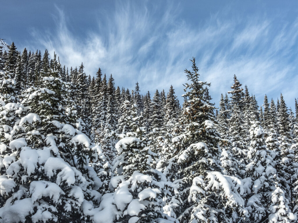 Snow-covered spruce forest under clear blue sky with wispy clouds serene winter landscape wallpaper