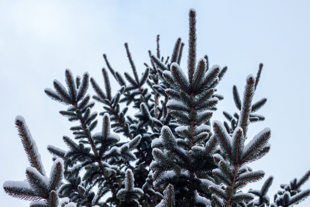Snow-covered spruce pine tips against pale blue sky winter wallpaper background serene texture