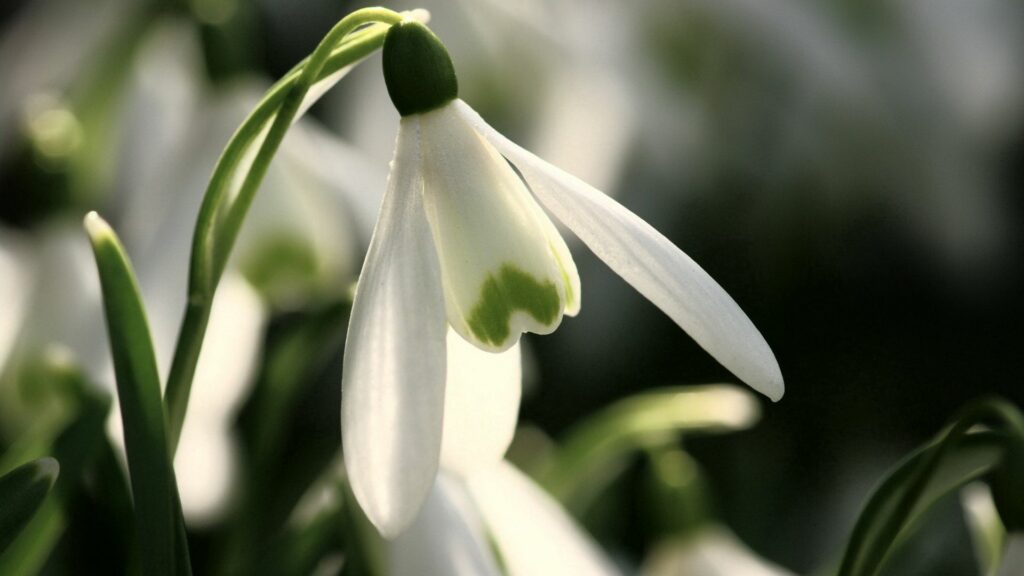 Spring Awakening: White Snowdrop Flower Close-Up Wallpaper