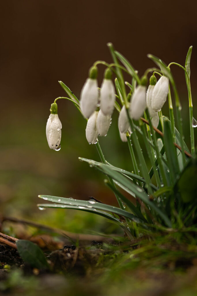 Serene Snowdrop Wallpaper with Water Droplets & Blurred Background
