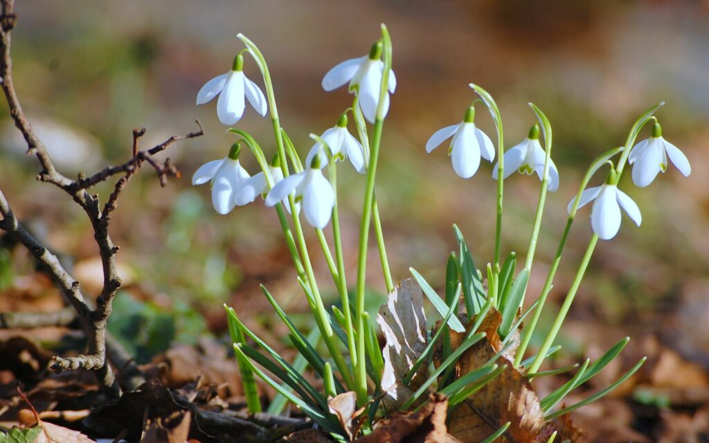 Delicate Snowdrop Flowers Blooming: Serene Spring Wallpaper Background