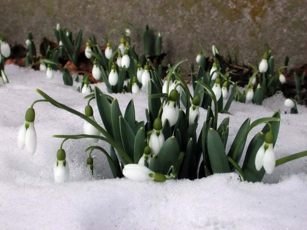 Spring Snowdrops: Delicate White Flowers Breaking Through Snowy Background Wallpaper