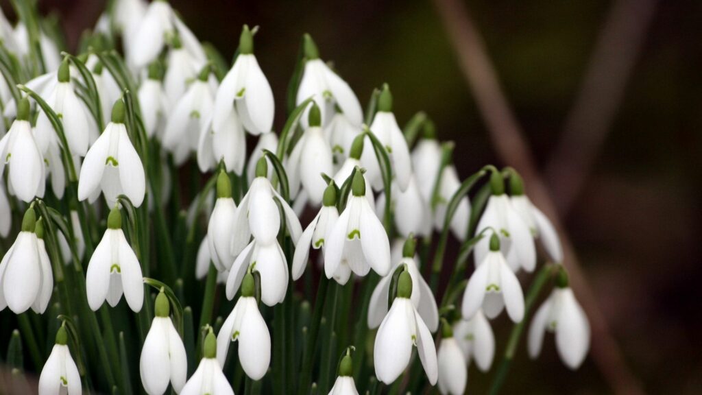 Delicate Snowdrop Wallpaper: White Flowers & Green Stems Background