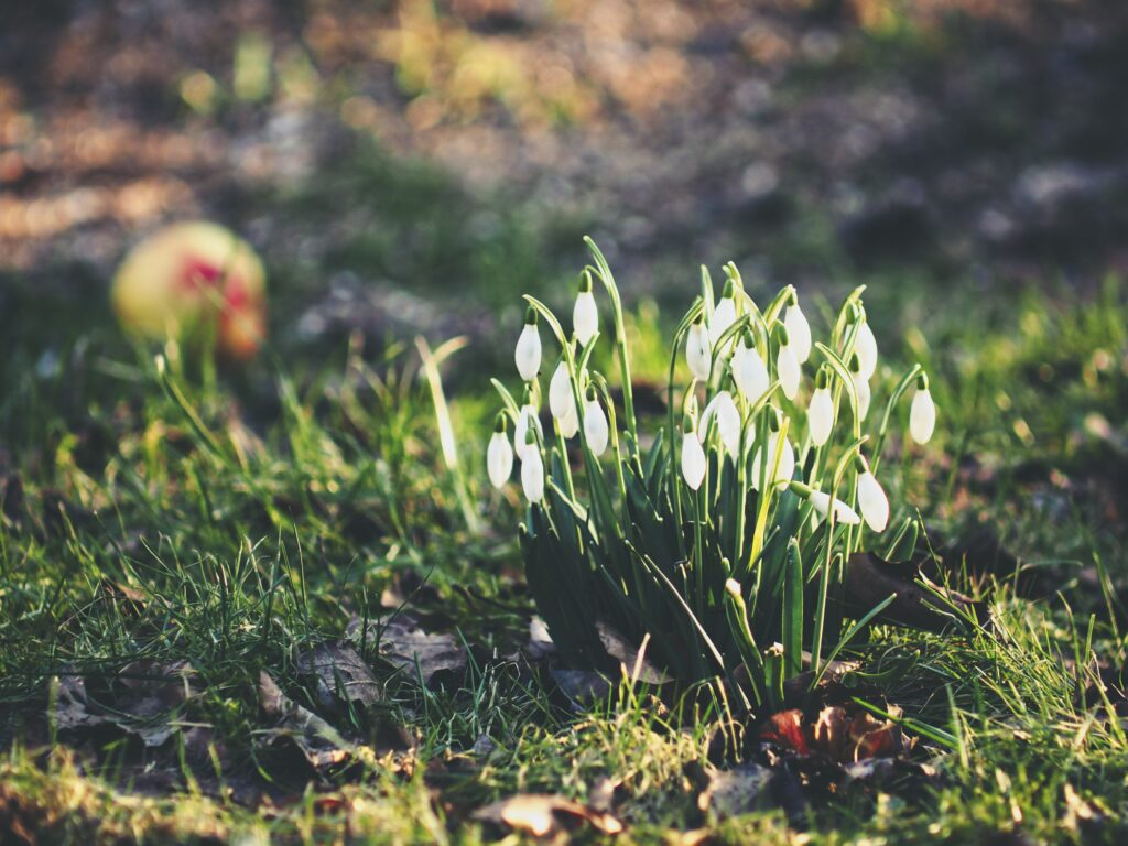 Serene Snowdrops Blooming in Green Foliage: A Spring Beauty Scene Wallpaper