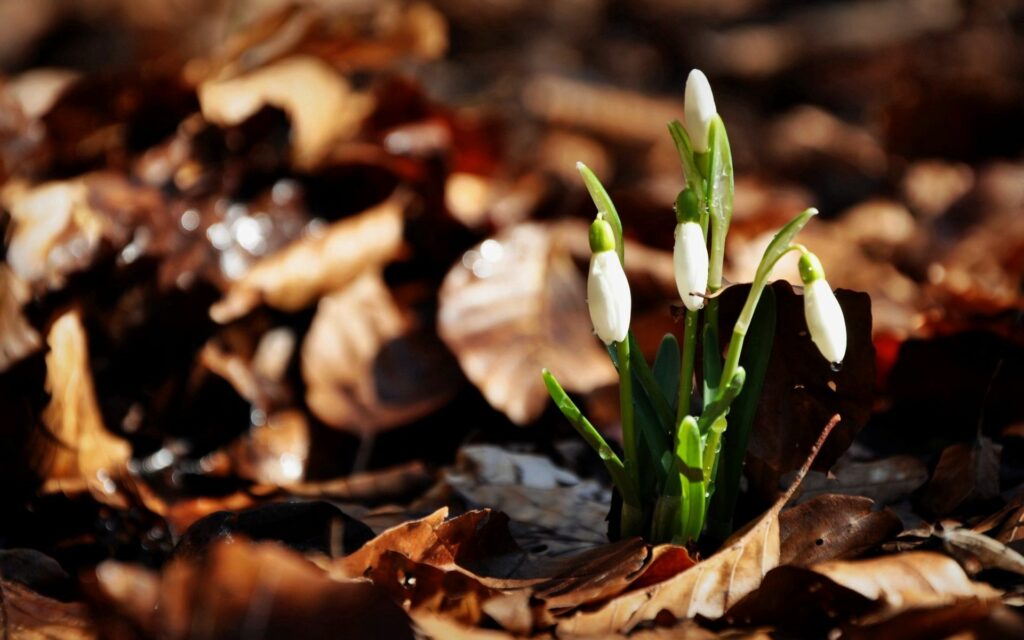 Snowdrops in Autumn Leaves: Fresh Growth with Dew Drops Wallpaper