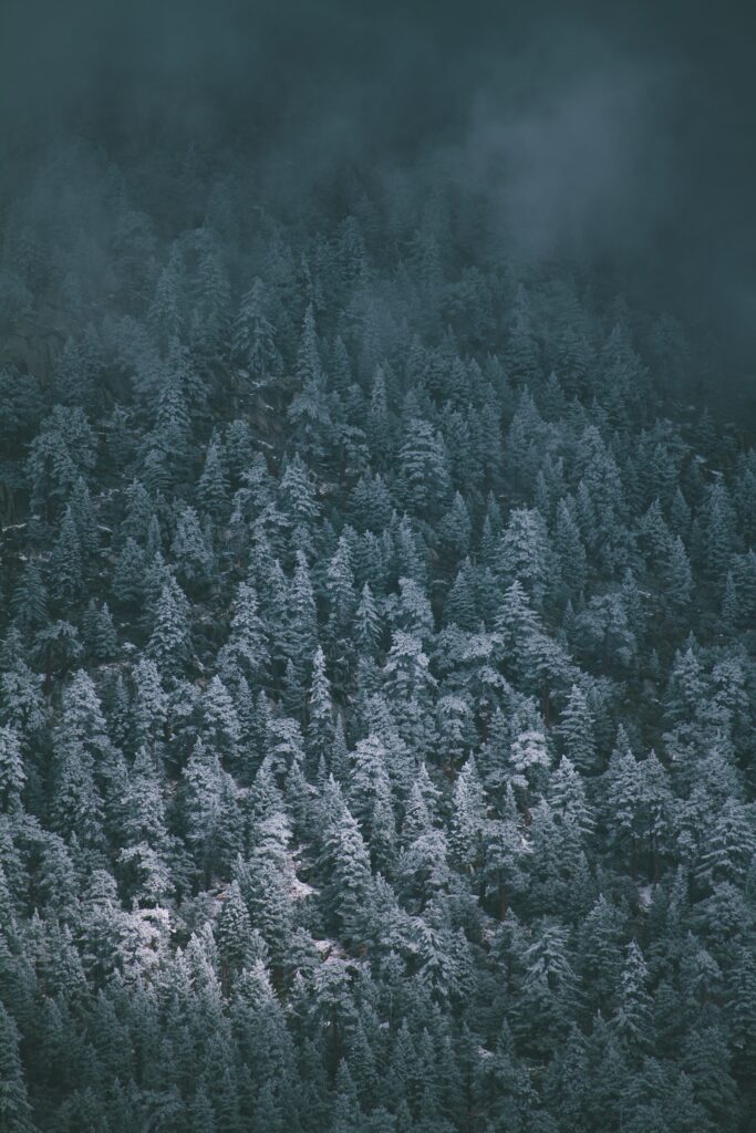 Top view of snow-covered evergreen forest with thick fog creating a serene winter landscape Wallpaper