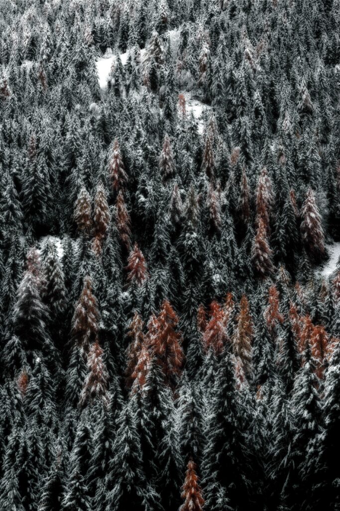 Top view of snowy dense forest with evergreen trees and rust-colored foliage winter landscape wallpaper