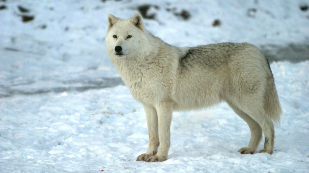 Majestic Arctic Wolf: A Stunning Snowbound Portrait of a Sleek Canine adorned with White Fur interspersed by Striking Black Spots – a Mesmerizing Winter Wonderland Encounter Wallpaper