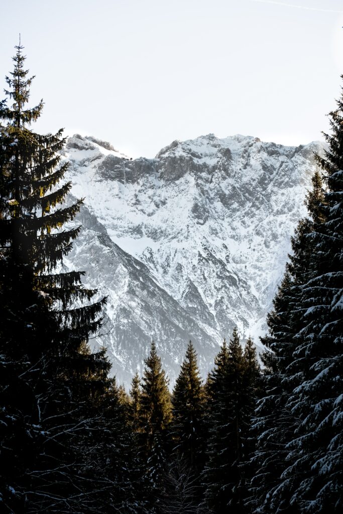 Snowy mountains with tall spruce trees and rugged rocks under a calm pale winter sky wallpaper