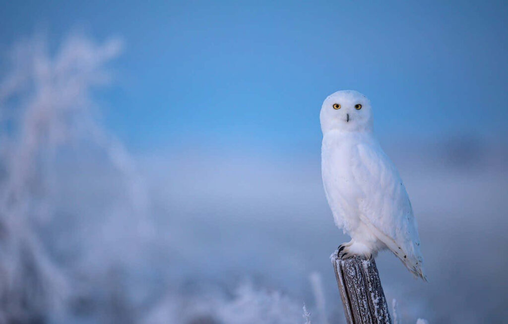 Snowy Owl on Wooden Post - Serene Blue Background Wallpaper