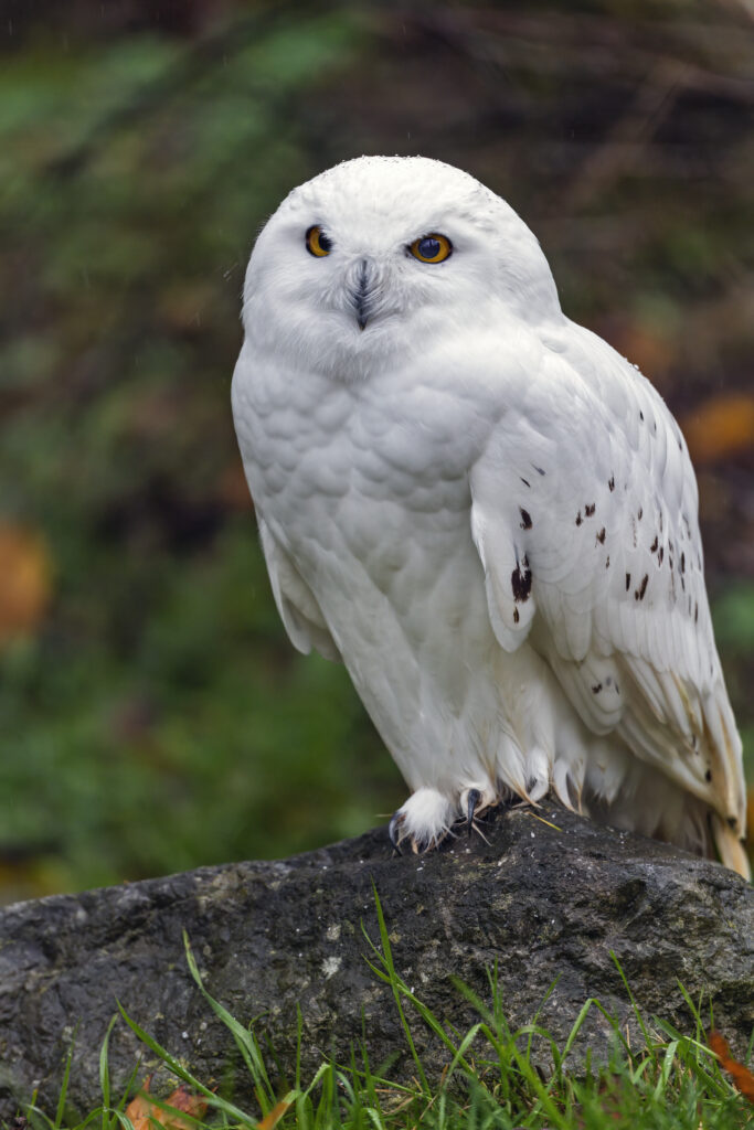 Snowy Owl Perched on Stone: Stunning Wildlife Wallpaper