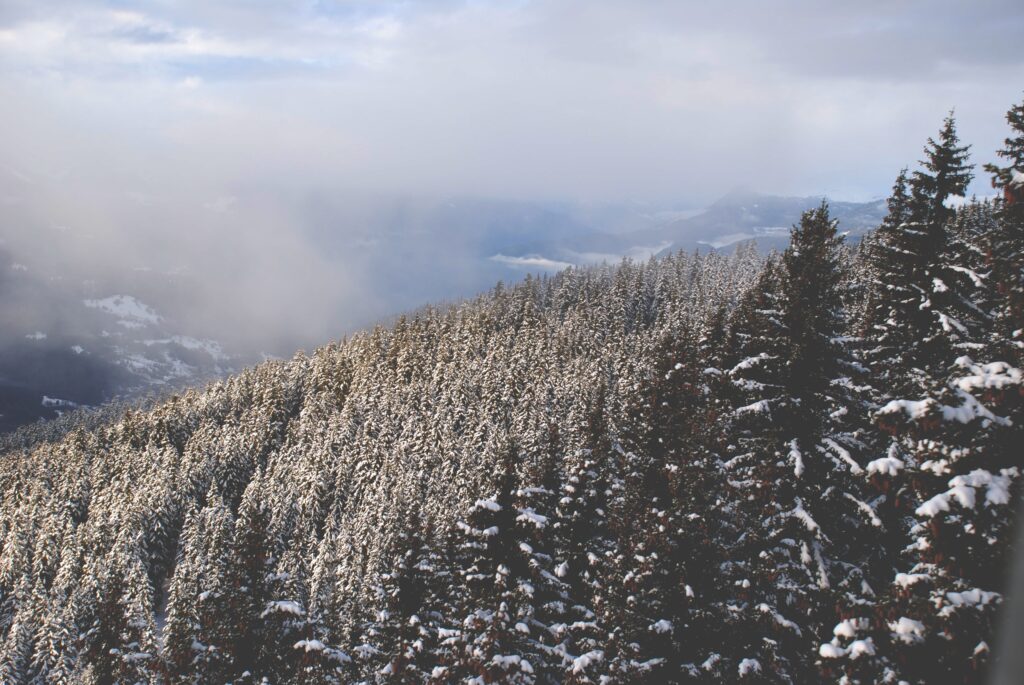 Snow-covered tall pine forest with misty mountains and soft cloudy sky winter wallpaper background