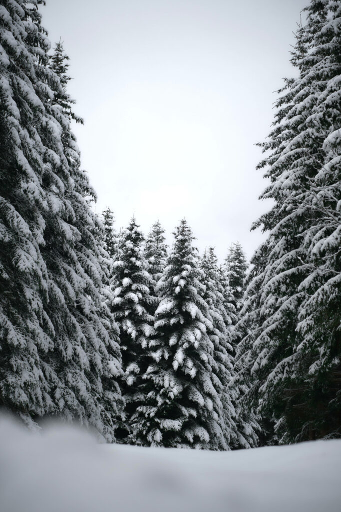 Winter Wonderland: Serene Monochrome Landscape of Snow-Clad Pine Trees Wallpaper