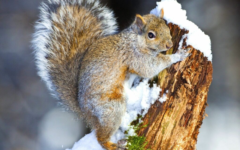 Winter Wonderland: Squirrel on Snow-Covered Tree - 1920x1200 Wallpaper