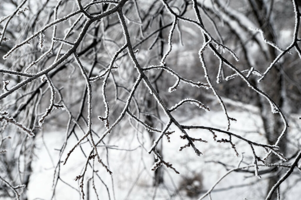 Delicate snow-covered tree branches with intricate frosty textures in a soft white winter background Wallpaper