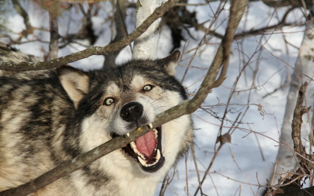 Wild Wolf Playfully Biting Branch in Snowy Forest - 1920x1200 Wallpaper