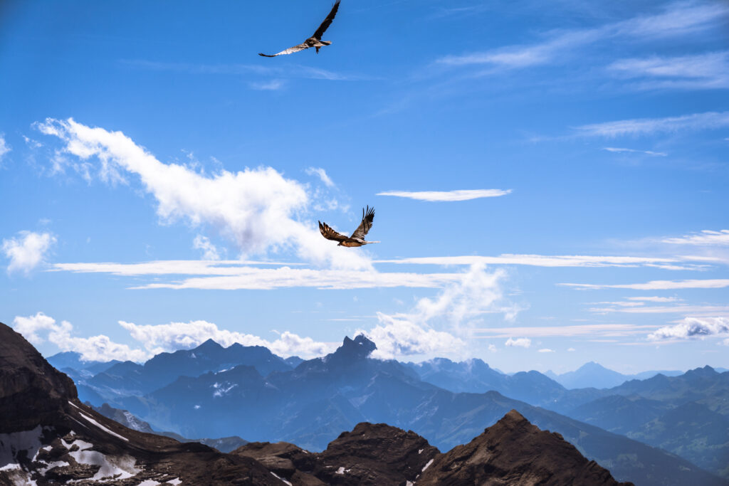 Two birds soaring over rugged mountain peaks under a blue sky with wispy clouds wallpaper