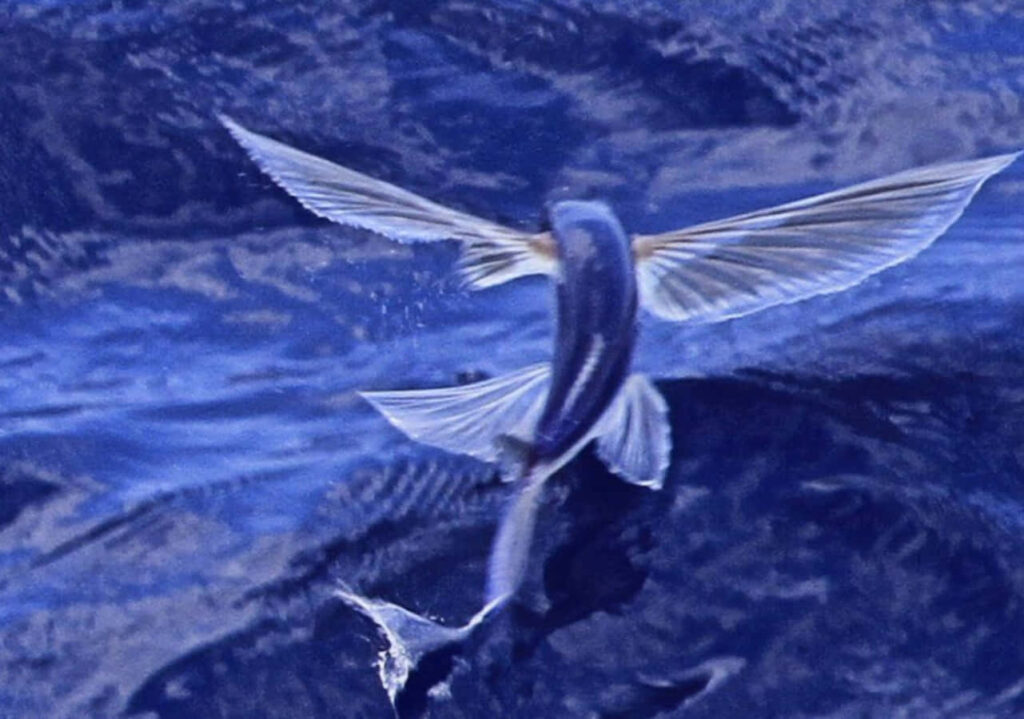 Soaring Flying Fish Wallpaper: Graceful Marine Life Over Ocean Waves